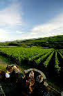 Camel Valley Vineyard Camel Valley Vineyard