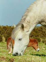 Bodmin Moor Ponies
