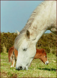 Bodmin Moor Ponies