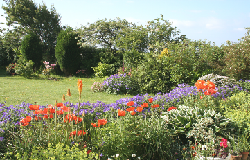 A fragrant and colourful corner of the garden