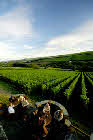 Camel Valley Vineyard Camel Valley Vineyard