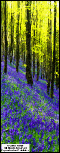 St Neot Bluebells (c) Glen Forster